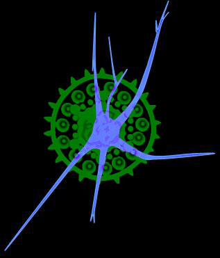 neuro_hsv_logo